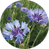 Centaurea Cyanus (Cornflower) Flower Extract