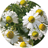 Chamomilla Recutita (Matricaria) Flower Extract