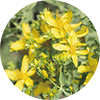 Hypericum Perforatum (St John’s Wort) Flower/Leaf/Stem Extract
