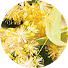 Tilia Cordata (Linden) Flower Extract