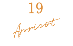 アプリコット